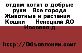 отдам котят в добрые руки - Все города Животные и растения » Кошки   . Ненецкий АО,Носовая д.